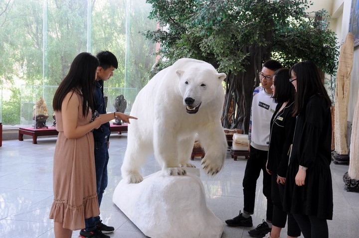 图为游客观看雌性北极熊2.JPG