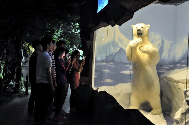 图为游客观看雄性北极熊标本.JPG